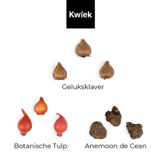 1000 bloemetjes bedankt - Bloembollen in buidel // Mijksje, afbeelding 3 van 8
